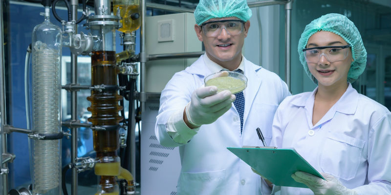 Cannabispulver – var började det? Cannabis powder — Where did it start?
