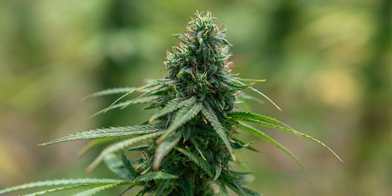 Cannabissorter som boostar kreativiteten Cannabis Strains To Boost Creativity