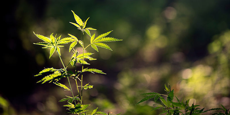 Hur du odlar How To Grow
