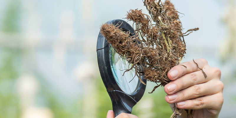 Se detta som en varning: De här metoderna försämrar styrkan, aromen och smaken på dina blommor Se detta som en varning: De här metoderna försämrar styrkan, aromen och smaken på dina blommor