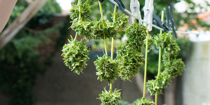 Torka cannabis i solen Torkar cannabis i solen