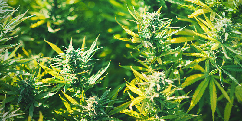 Topp 5 cannabissorter för sömn Topp 5 cannabissorter för sömn