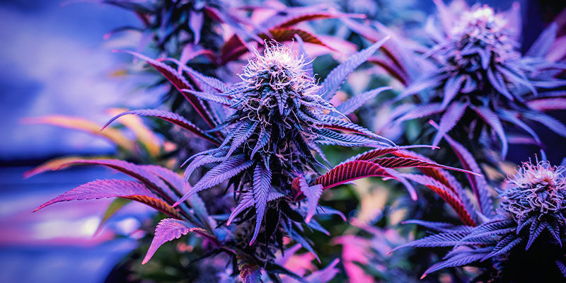 Vilka cannabissorter är bäst för sömn? Vilka cannabissorter är bäst för sömn?