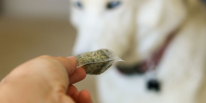 Kan knarkhundar känna lukt genom luktfria påsar? Can detection dogs sniff through odour-proof bags?
