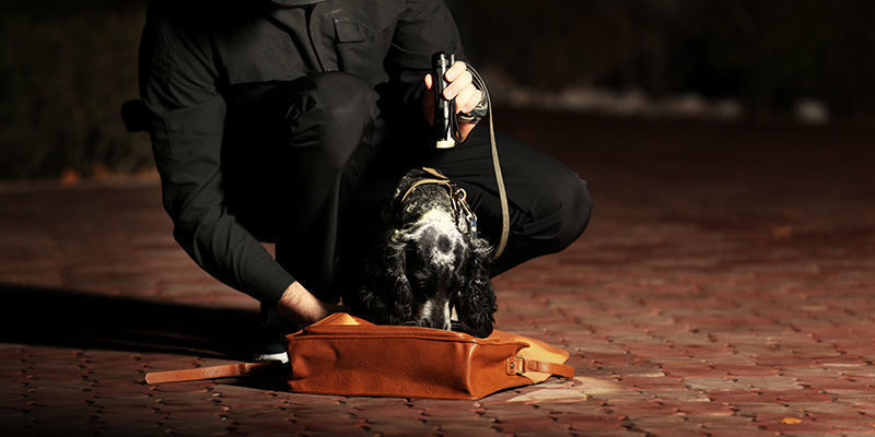 Gynnar knarkhundar verkligen allmänheten? Do detection dogs really benefit the public?