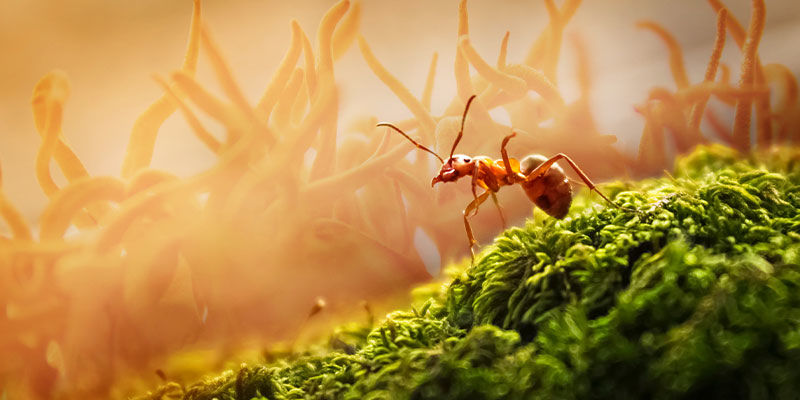 Myror och cordyceps Ants And Cordyceps