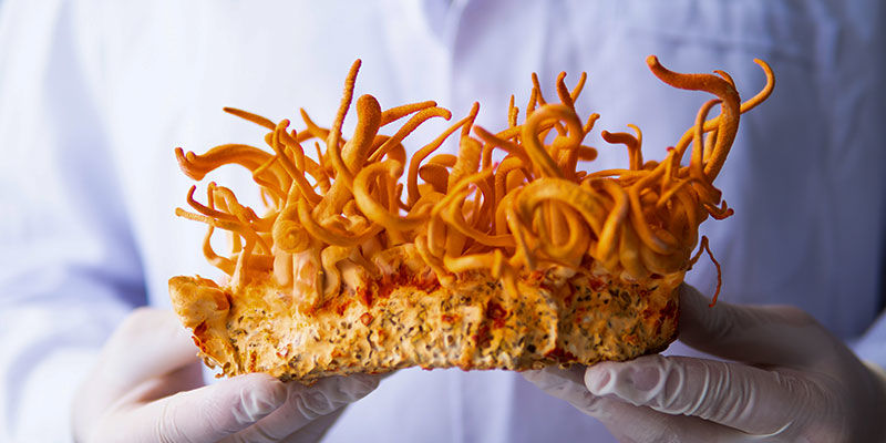 Slutsats: Cordyceps – en vän till mänskligheten, en fiende till myror Slutsats: Cordyceps – en vän till mänskligheten, en fiende till myror