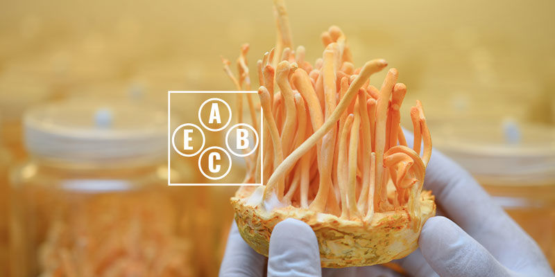 Egenskaper hos cordyceps Properties Of Cordyceps