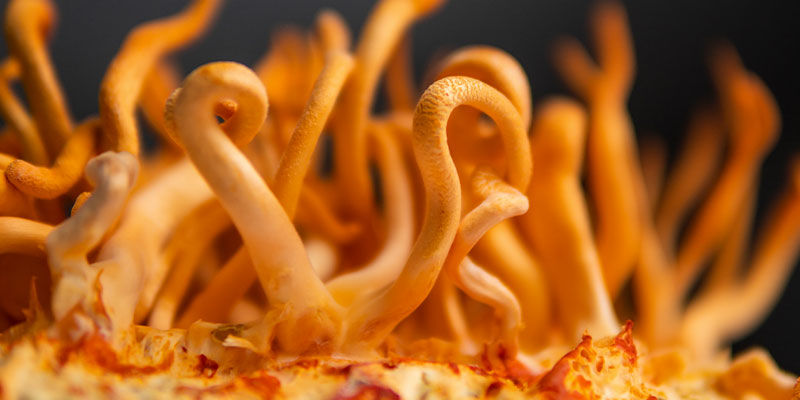Vad är cordyceps? What Is Cordyceps?