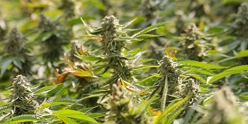 F1-hybrider: mer THC och större avkastning F1 Hybrids: More THC And Bigger Yields
