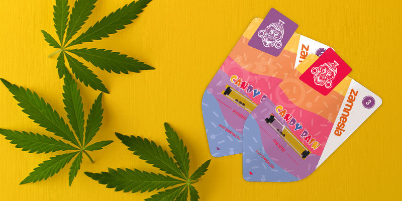 Så odlar du Candy Rain How to grow Candy Rain