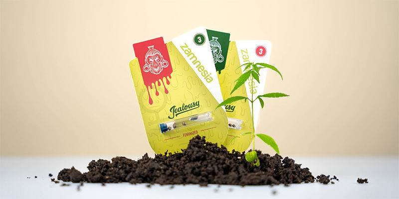 Så odlar du Jealousy How to grow Jealousy