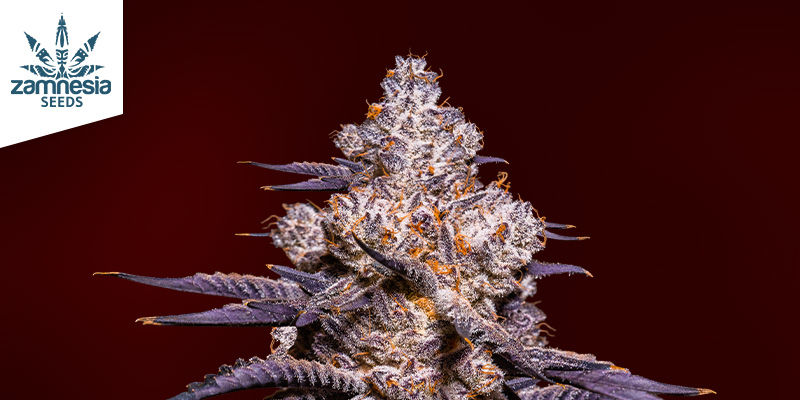 Egenskaper hos Strawberry Cough Characteristics of Strawberry Cough