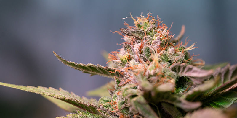 Strawberry Cough: Ge dig själv det allra bärigaste Strawberry Cough: Get yourself the berry best