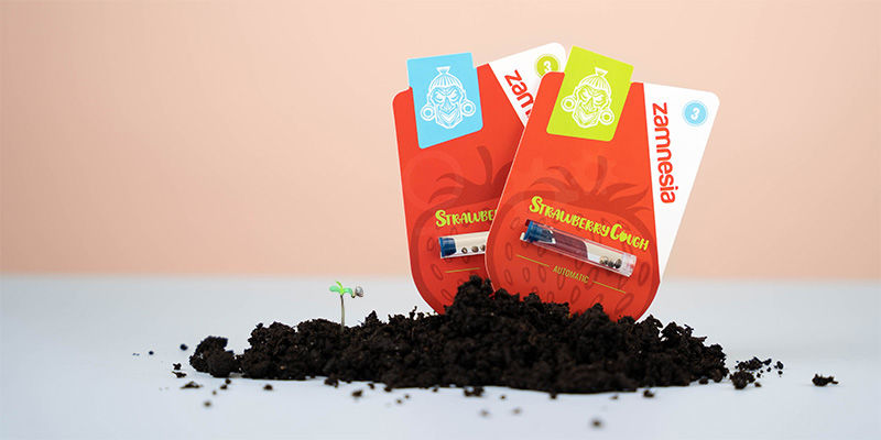 Så odlar du Strawberry Cough How to grow Strawberry Cough