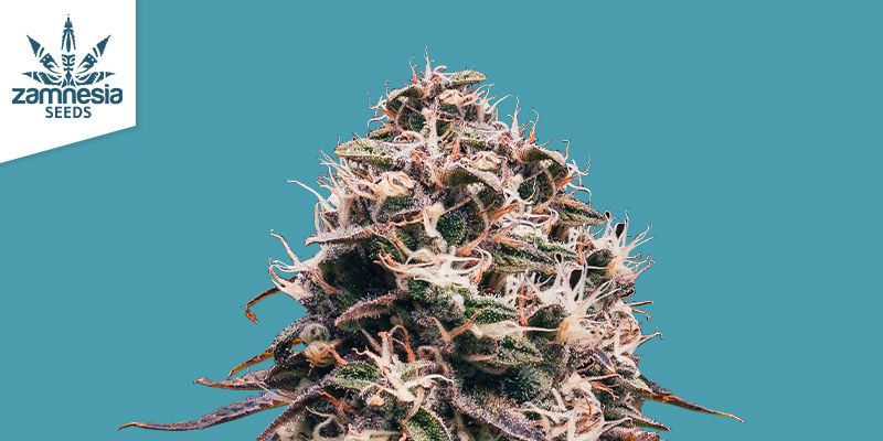 Strawberry Cough Automatic Strawberry Cough Automatic