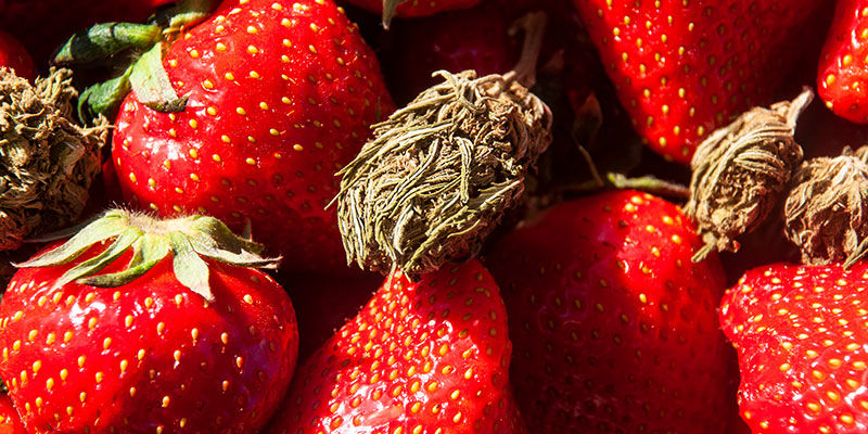 Strawberry Cough: Smak och effekter Strawberry Cough: Flavour and effects