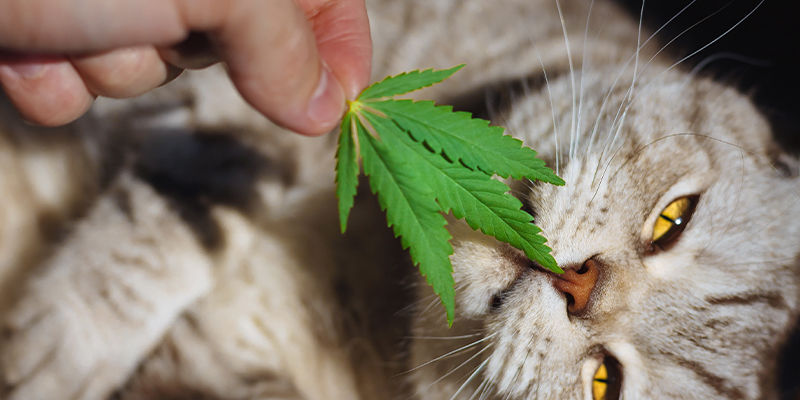 Hur påverkar cannabis katter? Hur påverkar cannabis katter?