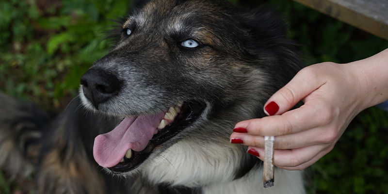Hur påverkar cannabis hundar? How does cannabis affect dogs?