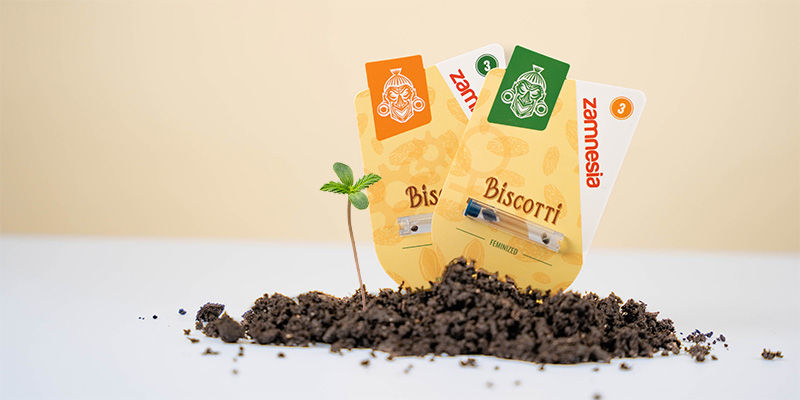 Så odlar du Biscotti How to grow Biscotti