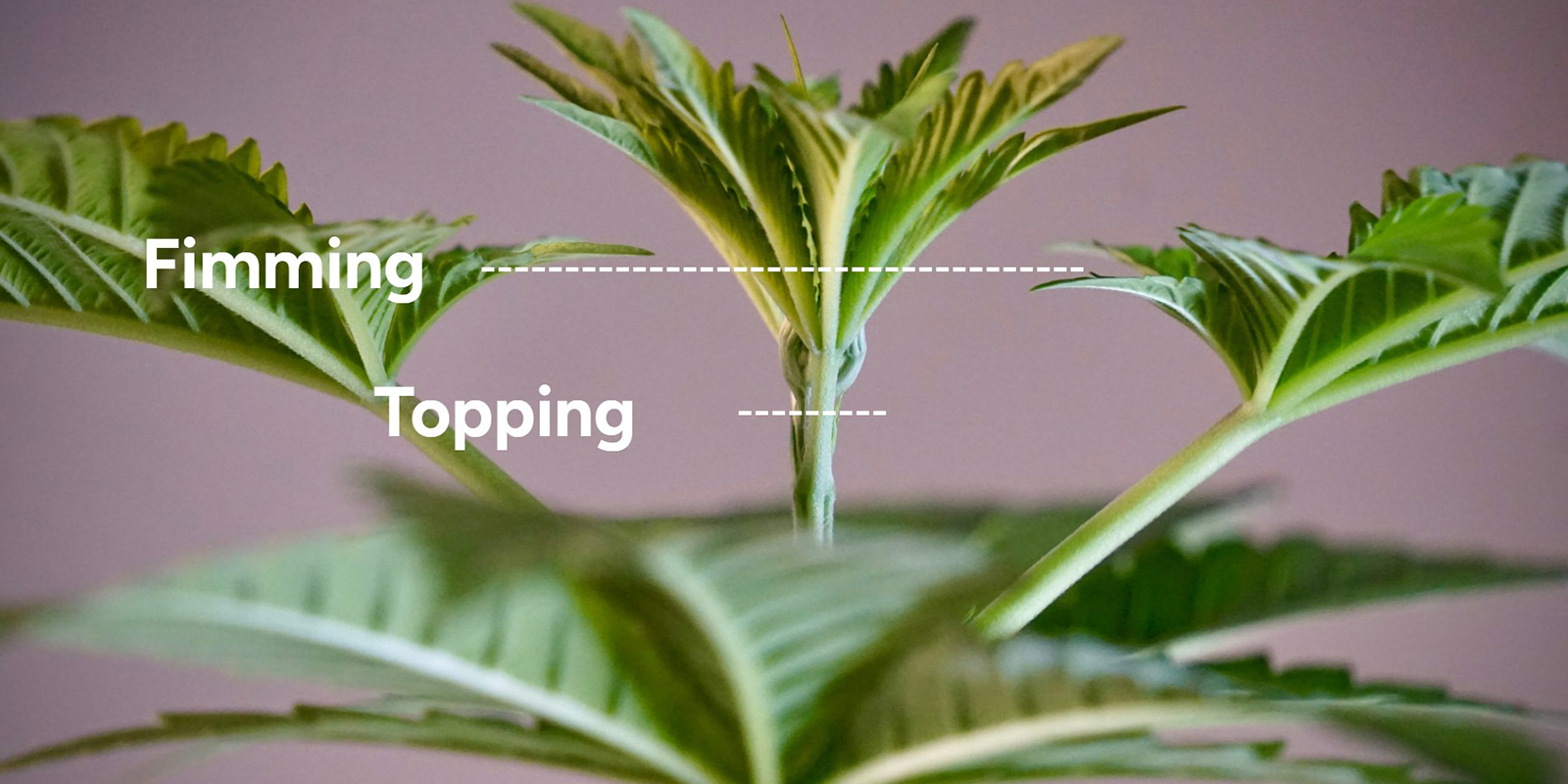 Topping vs fimming: Viktiga skillnader