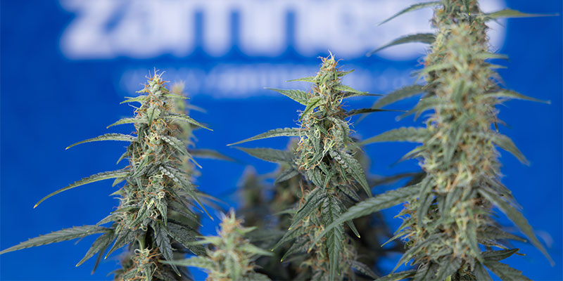 Vad &auml;r b&auml;st f&ouml;r cannabisplantor: fimming eller toppning?
