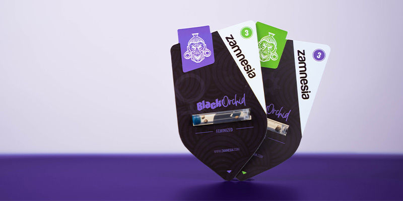 Så odlar du Black Orchid How to grow Black Orchid