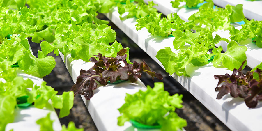 Sallad Lettuce