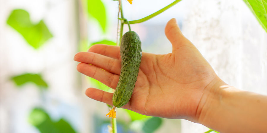 Gurka Cucumber