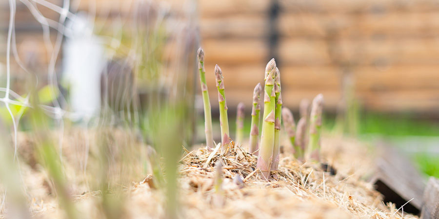 Sparris Asparagus