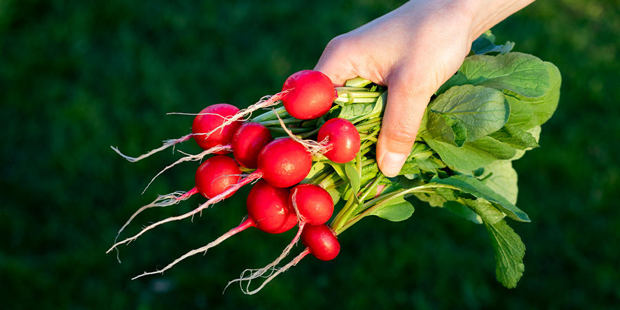 Rädisor Radishes
