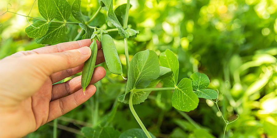 Gröna bönor Green Beans