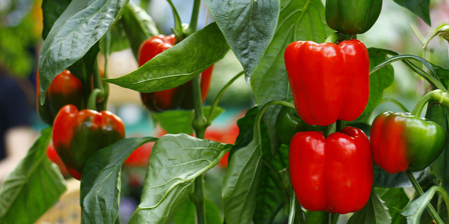 Paprika Bell Peppers