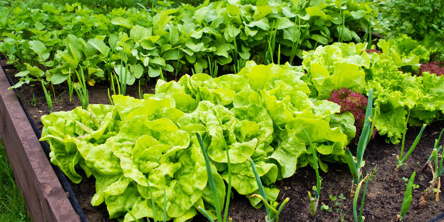 Var du ska plantera dina grönsaker Var du ska plantera dina grönsaker