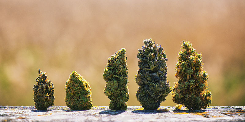 Knoppstruktur Bud structure