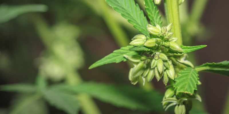 Hur skapas cannabissorter? How are cannabis strains created?