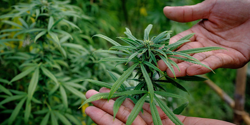 Hur du väljer en cannabissort How to choose a cannabis strain
