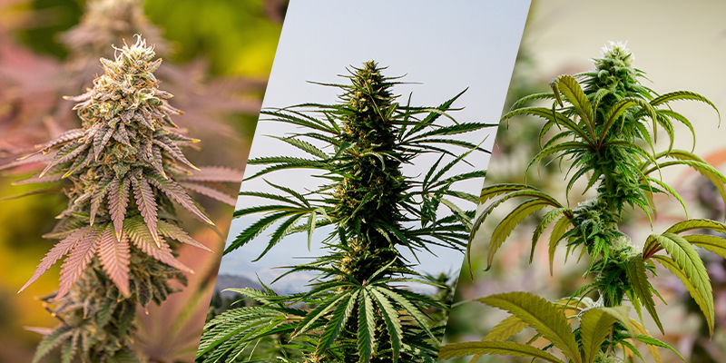 Indica, Sativa, Ruderalis: Grundstenarna i cannabissläktets genetik Indica, sativa, ruderalis: the building blocks of cannabis genetics