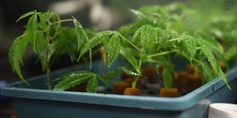 Vad letar förädlare efter när de skapar cannabissorter? Vad letar förädlare efter när de skapar cannabissorter?