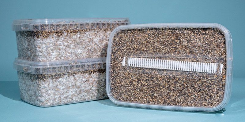 Tips för att välja ett odlingskit för magiska svampar Tips For Choosing A Magic Mushroom Grow Kit