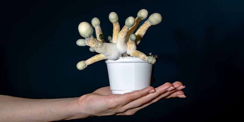 Uncle Ben’s tek: Den enklaste vägen till hemm aodling Uncle Ben’s tek: The simplest route to home cultivation