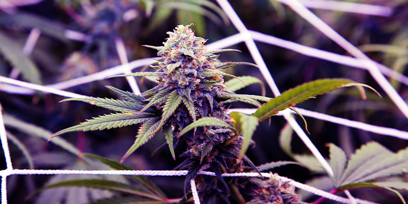 Cannabissorter som innehåller ocimen Cannabissorter som innehåller ocimen