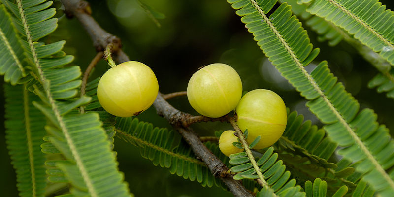 Amla Amla