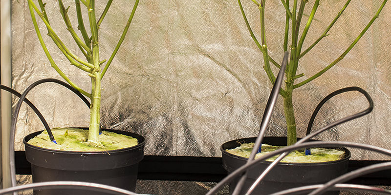 Hur fungerar crop steering vid cannabisodling? Hur fungerar crop steering vid cannabisodling?