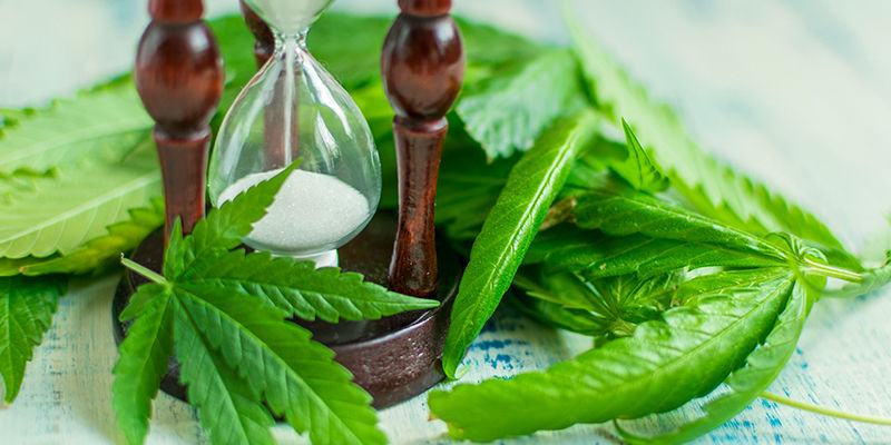 Hur länge kan du använda crop steering vid cannabisodling? Hur länge kan du använda crop steering vid cannabisodling?