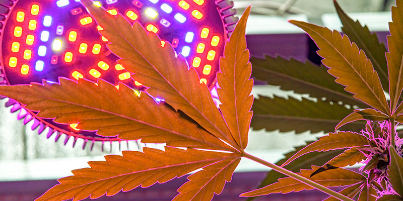 Hur du styr odlingen av cannabis How to crop steer cannabis