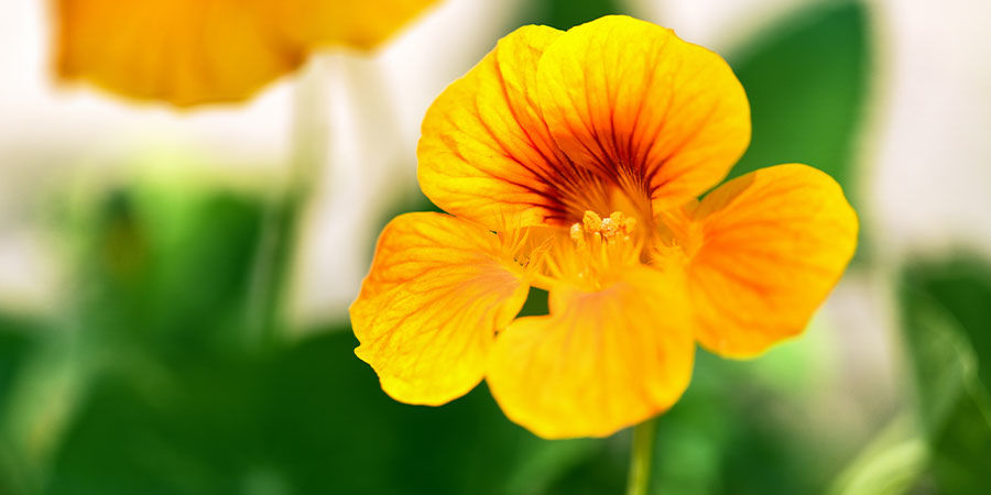 Krasse Nasturtium