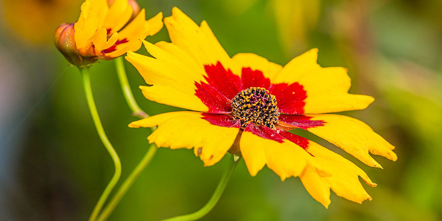 Röd coreopsis Red Coreopsis