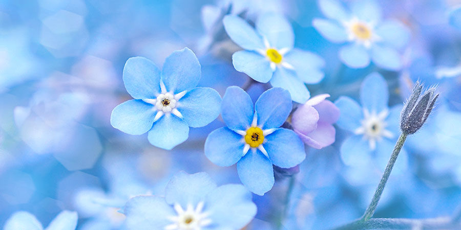 Förgätmigej: indigo blue Förgätmigej: indigo blue