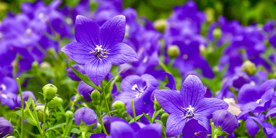 Balloon Flower: Blue Balloon Flower: Blue